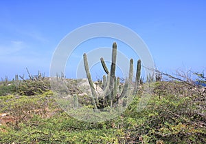 Natural landscape on Aruba