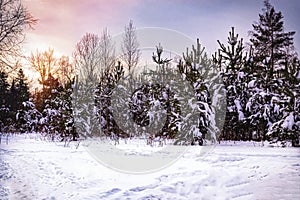 Natural landscape background winter forest with fir trees in the snow and beautiful sunset colors very peri