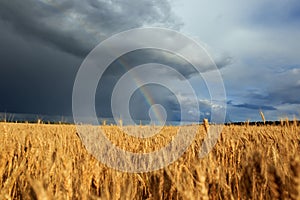 Natural beautiful landscape with blue stormy sky with clouds and bright rainbow over field of Golden ripe ears of wheat