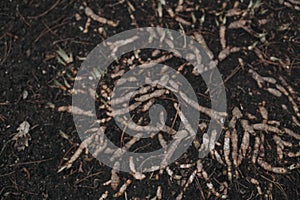 The roots of the plants