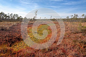 Natural landscape in the boggy reserve photo