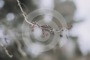 The branch of a tree