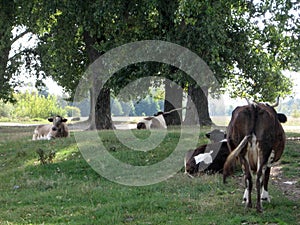 The natural landscape with cows. Summer. Ukrainian landscape