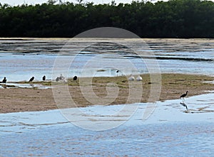 Natural Landscape Ding Darling Wildlife Refuge Sanibel Florida