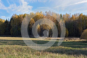 Natural landscape. The edge of the meadow and the forest. Golden autumn, Sunny day, yellowed grass and trees. Feathery clouds.