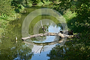 Natural landscape and fallen tree in a former tributary of the Elbe River in Magdeburg, Germany