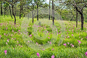 Natural landscape field of Curcuma alismatifolia flowers plant on hill of Pa Hin Ngam National Park.