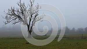 Natural landscape of a foggy morning in the countryside.
