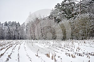 Natural landscape. Forest and field with corn stubble covered with snow.