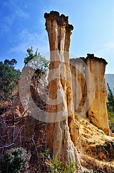 Natural landscape forest soil