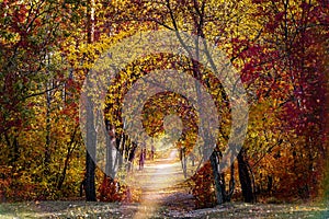 Natural landscape golden autumn in the forest, path with fallen leaves, horizontal photography