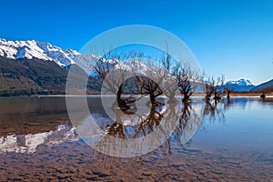 Natural landscape image of famous willow tree row in Glenorchy, South Island, New Zealand