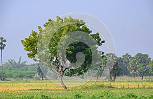Natural landscape of an isolated medicinal neem tree alone in an fresh agricultural environment under blue sky