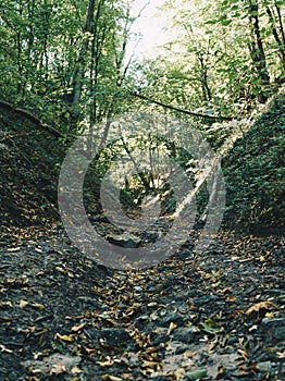 The natural landscape of loess gullies in a forest in Poland