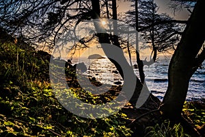 Natural landscape of lonely tree silhouette surrounded by greenery near the lake at golden sunset