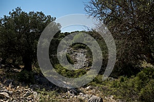 Natural landscape with old olive trees