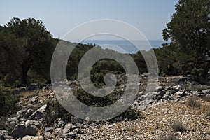 Natural landscape with old olive trees