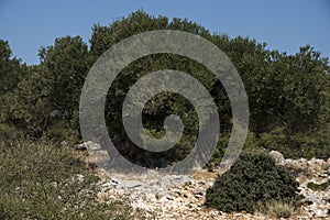 Natural landscape with old olive trees