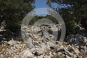 Natural landscape with old olive trees