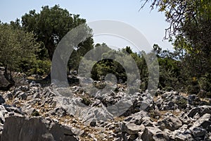 Natural landscape with old olive trees