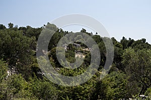 Natural landscape with old olive trees