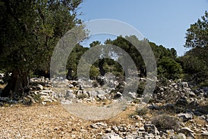 Natural landscape with old olive trees in Croatia during sunndy day in summer