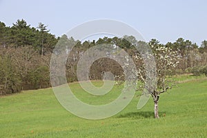 Natural landscape with olive tree and green fields in Tuscany in Italy. Nature and agricolture