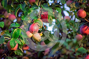 Natural landscape - red apples on the branch