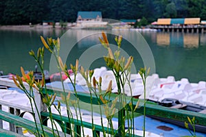 Natural landscape, Rit& x27;s lake in Abhazia
