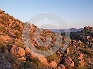 Natural landscape with saguaro cactus (Carnegiea gigantea) on rocky hill in Arizona at sunset