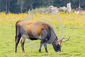 Natural landscape with Sayaguesa Touros cow used as a large grazer for nature conservation photo