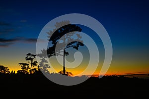 Natural landscape with a silhouetted Pinus kesiya