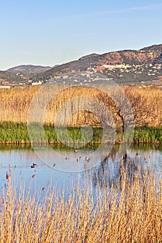 Natural landscape of a small wetland photo