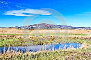 Natural landscape of a small wetland photo