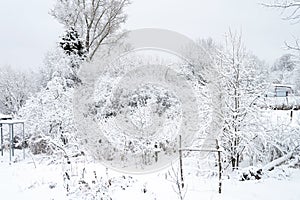 Natural landscape of a snowy white winter frozen forest in a good windless weather in the village. the trees and branches of the t