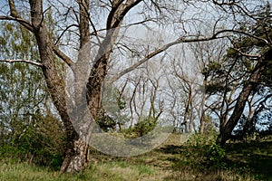 Natural landscape by sunny day