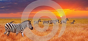 Natural landscape at sunset, banner, panorama - view of a herd of zebras grazing in high grass