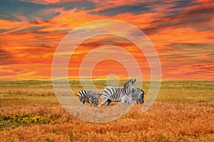 Natural landscape at sunset - view of a herd of zebras grazing in high grass