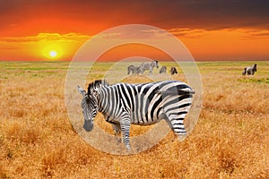 Natural landscape at sunset - view of a herd of zebras grazing in high grass