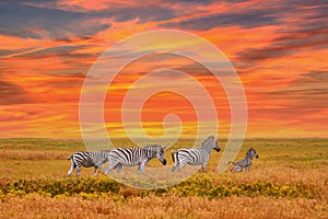 Natural landscape at sunset - view of a herd of zebras grazing in high grass