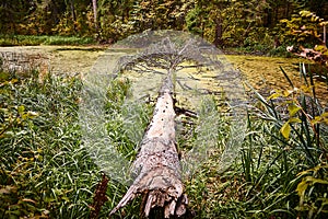 Natural landscape with a tree lying in the swamp and tina and autumn forest in the background