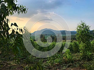 Natural landscape of trees, crops field and mountain.