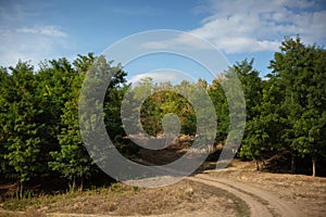 Natural landscape of village road leading to the forest. Sunny day with blue sky.