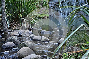 Natural landscape of Waitakere Ranges Regional Park