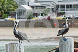 Pelican in the ocean, Sea Bird photo