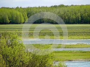 Natural lanscape width marsh Biebrza river in Poland. National Park.