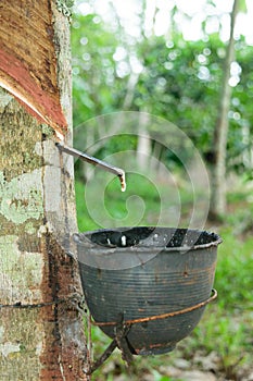 Natural latex dripping from a rubber tree