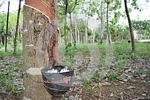 Natural latex dripping from a rubber tree