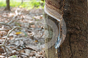 Natural latex dripping from a rubber tree