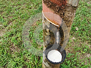 Natural latex rubber from rubber tree & x28;Hevea brasiliensisin, sharinga tree& x29; in rubber tree plantations.